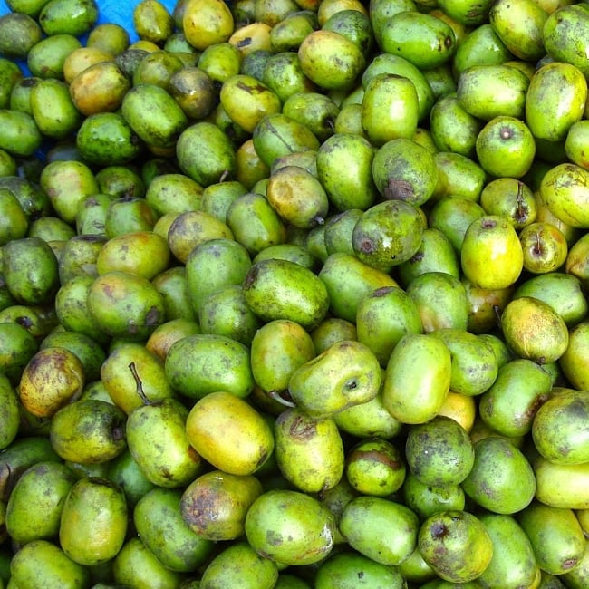 【送料無料・8個セット】LAPSI POWDER ラプシーパウダー 200g 6 - ラプシの実です