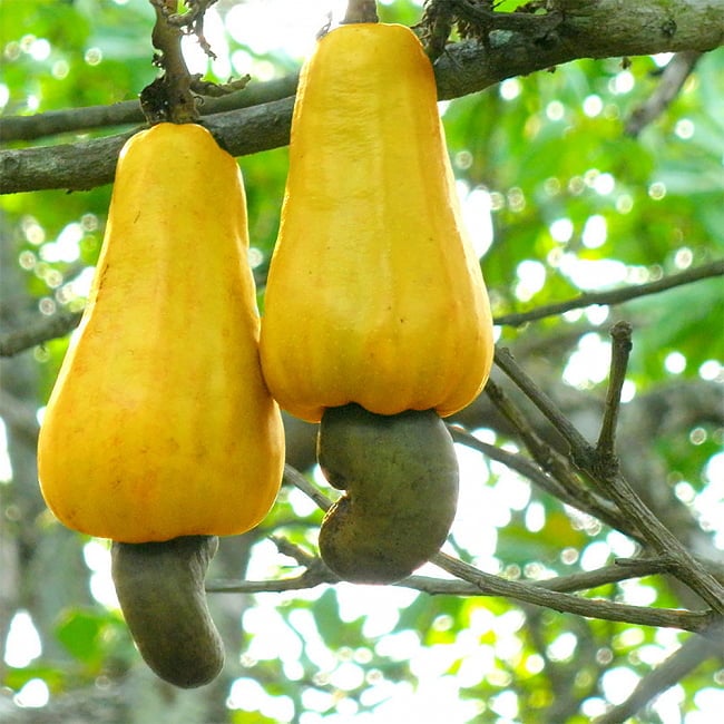 【送料無料・2個セット】カシューナッツ ホール【1kgパック】 4 - カシューナッツは不思議ななり方をしますね