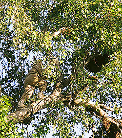 【送料無料・2個セット】インド産 野生黒蜂蜜  【500g】【シタァール】 - サブ5