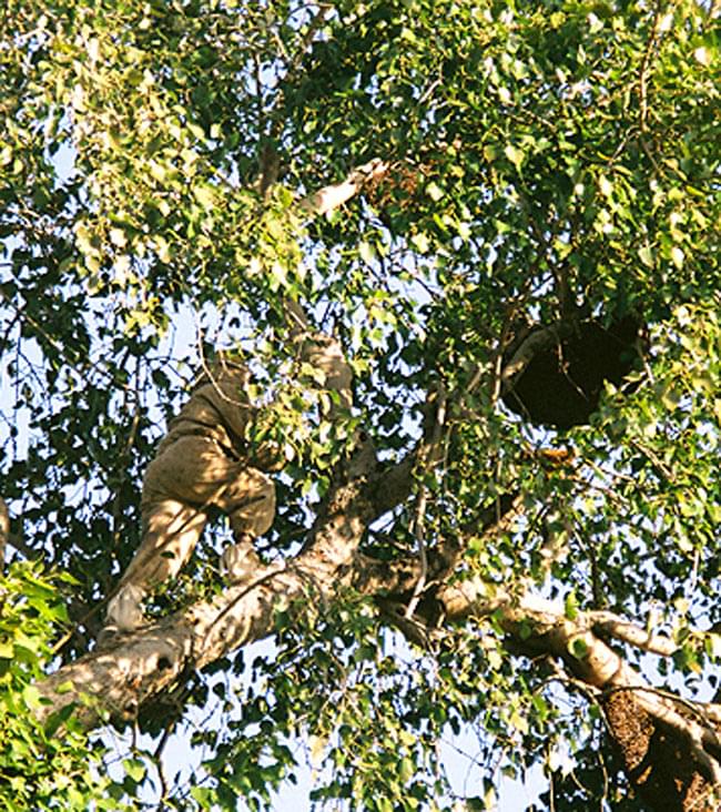 【送料無料・2個セット】インド産 野生黒蜂蜜 【500g】【シタァール】 5 - ロックビーの巣にアプローチする現地のハニーハンター。以前はとても危険な作業でしたが、今では、安全にとれるようになりました。