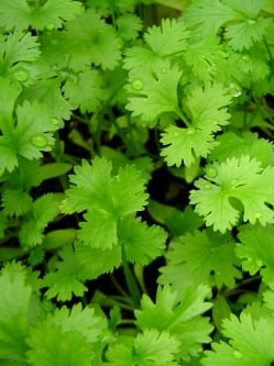 【6個セット】コリアンダー パウダー 200g 箱入り Coriander Powder 【AHMED】 - サブ4