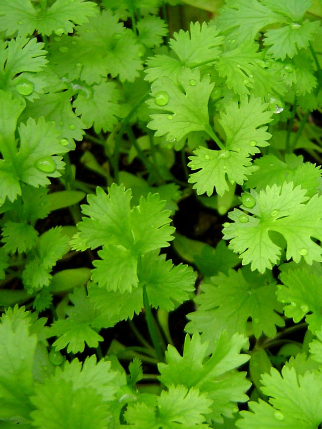 【6個セット】コリアンダー パウダー 200g 箱入り Coriander Powder 【AHMED】 4 - 手に持ってみました。中身は密封できる容器等に移し替えて保存をおススメします。いろいろな料理にお試しください。