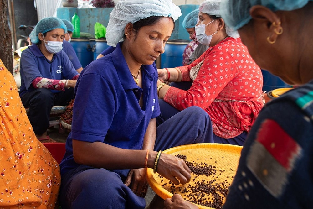 【高品質】ヒマラヤ山椒 - ティムール(Timmur) 50g1枚目の下部説明写真です