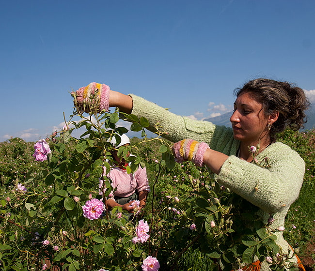 ブルガリア ローズヒップ ジャム【220ｇ】 6 - 現地でバラを収穫しているところです