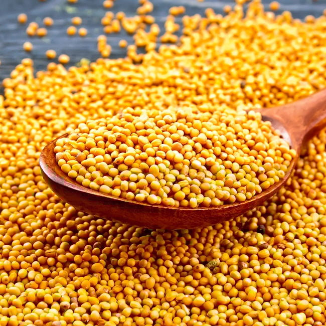 イエローマスタードシード 150g - Yellow Mustard Seedの写真スパイス, ハーブ, 香辛料, エスニック料理, アジア食材, カレー, 本格スパイス, スパイス料理,, スパイス初心者, 世界のスパイス,  香り豊か, 手作りカレー, インドカレー、パキスタンカレー