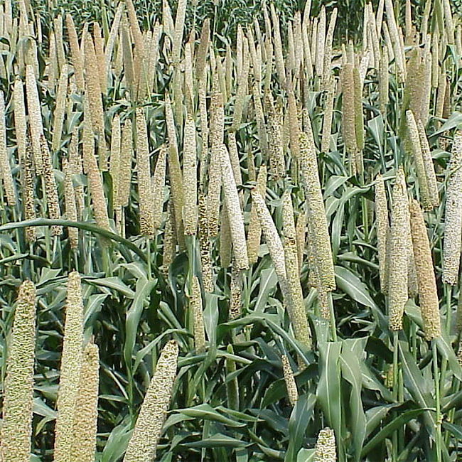 ミレットパウダー - バジラ粉 - Bajra Atta 【500g】 5 - こちらが素材のトウジンビエ。(c)wikipedia