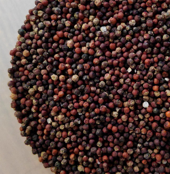 栄養価の高いインドの雑穀 シコクビエ  - FINGER MILLET 【500g】 7 - フィンガーミレットの拡大です
