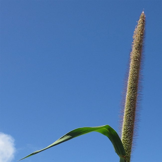 栄養価の高いインドの雑穀 パールミレット - PERL MILLET 【500g】 5 - こちらがパールミレットの穂です