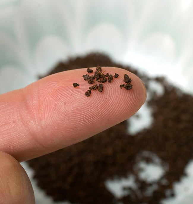 【送料無料・20個セット】チャイ用紅茶 - CTC （箱）プレミアムアッサム紅茶【500g】 7 - CTC紅茶葉をアップで撮影しました