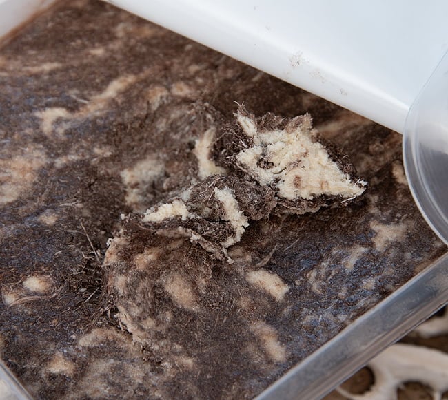 【6個セット】アラブのスイーツ ハルワ・シャミア - ゴマペースト チョコレート風味 200g  【LE MOULIN】 5 - 開けたときはぺたんとしていますが、スプーンで掘ると繊維質な感じのスイーツが現れます