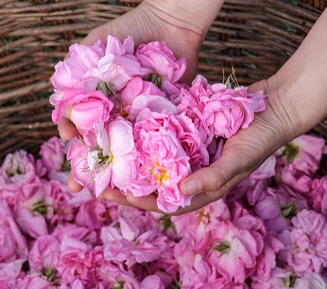 【6個セット】ブルガリア ダマスク ローズ ジャム【220g】 10 - 現地でバラを収穫しているところです