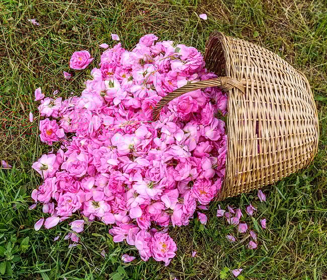 【6個セット】ブルガリア ダマスク ローズ ジャム【220g】 9 - 現地でバラを収穫しているところです