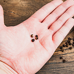 【50g x 4個セット】【高品質】ヒマラヤ山椒 - ティムール（Timmur） - サブ5