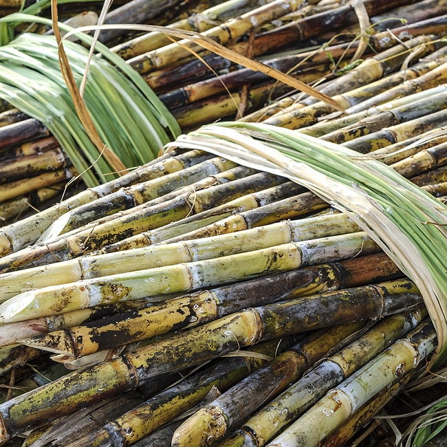 ベトナムのピーラー包丁　ナイフ　サトウキビや果実や野菜の皮むきに 9 - 現地では、主に砂糖きびの皮むきなどに使われています。