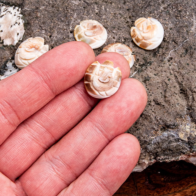 貝の彫りガネーシャ 6 - これくらいの大きさになります。