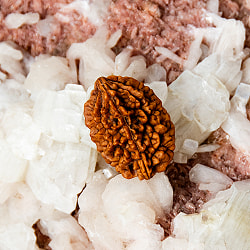 【2面】ルドラクシャ 2.5x2cm程度 - サブ2