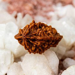 【2面】ルドラクシャ 2.5x2cm程度 - サブ3