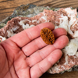 【2面】ルドラクシャ 2.5x2cm程度 - サブ4