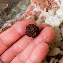 【4面】ルドラクシャ 1.5x1.5cm程度 - サブ4