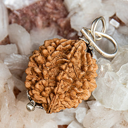 【2面】鑑定書付き 聖なる菩提樹 ルドラクシャのペンダントトップ - サブ4