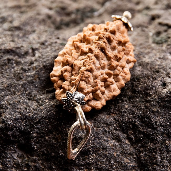 【1点物 2面】鑑定書付き 聖なる菩提樹 ルドラクシャのペンダントトップ 4.84g 3 - 角度を変えてみてみました。