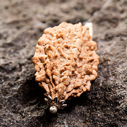 【1点物 2面】鑑定書付き 聖なる菩提樹 ルドラクシャのペンダントトップ 4.84g - サブ4