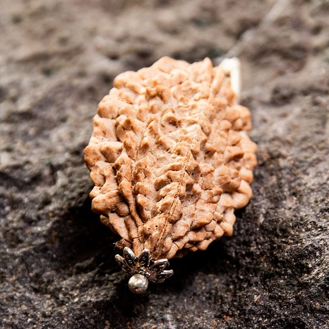 【1点物 2面】鑑定書付き 聖なる菩提樹 ルドラクシャのペンダントトップ 4.84g 4 - 成熟した種の真ん中に、紐が一本通せるような細い穴が自然と空きます。