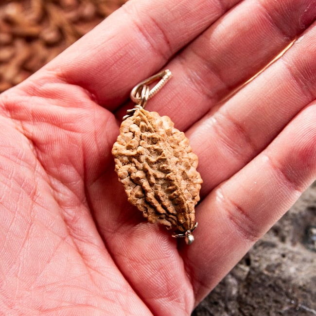 【1点物 2面】鑑定書付き 聖なる菩提樹 ルドラクシャのペンダントトップ 4.84g 5 - これくらいのサイズ感になります。一点ごとに形やサイズは異なります。