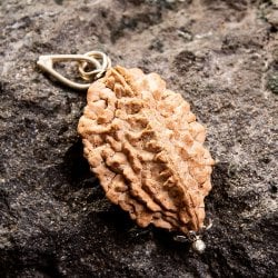 【1点物 2面】鑑定書付き 聖なる菩提樹 ルドラクシャのペンダントトップ 4.84gの画像