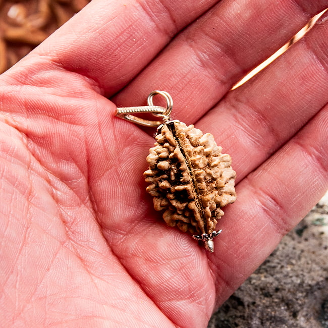 【訳あり特価】【1点物 2面】鑑定書付き 聖なる菩提樹 ルドラクシャのペンダントトップ 3.96g 5 - これくらいのサイズ感になります。一点ごとに形やサイズは異なります。