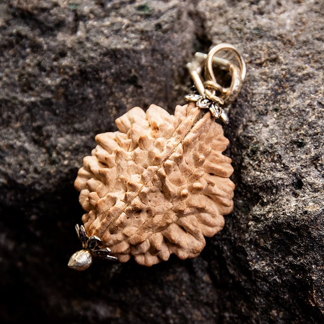 【1点物 2面】鑑定書付き 聖なる菩提樹 ルドラクシャのペンダントトップ 3.51g 2 - 裏面を見てみました。