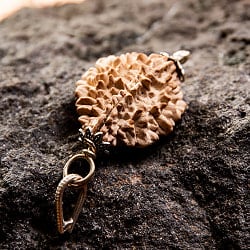 【1点物 2面】鑑定書付き 聖なる菩提樹 ルドラクシャのペンダントトップ 3.51g - サブ3