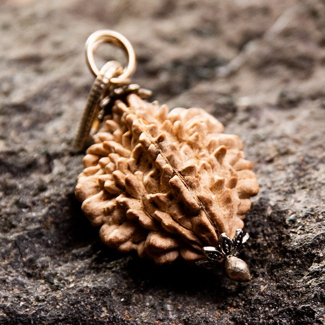 【1点物 2面】鑑定書付き 聖なる菩提樹 ルドラクシャのペンダントトップ 3.51g 4 - 成熟した種の真ん中に、紐が一本通せるような細い穴が自然と空きます。