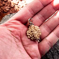 【1点物 2面】鑑定書付き 聖なる菩提樹 ルドラクシャのペンダントトップ 3.51g - サブ5