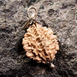 【1点物 2面】鑑定書付き 聖なる菩提樹 ルドラクシャのペンダントトップ 3.51gの画像