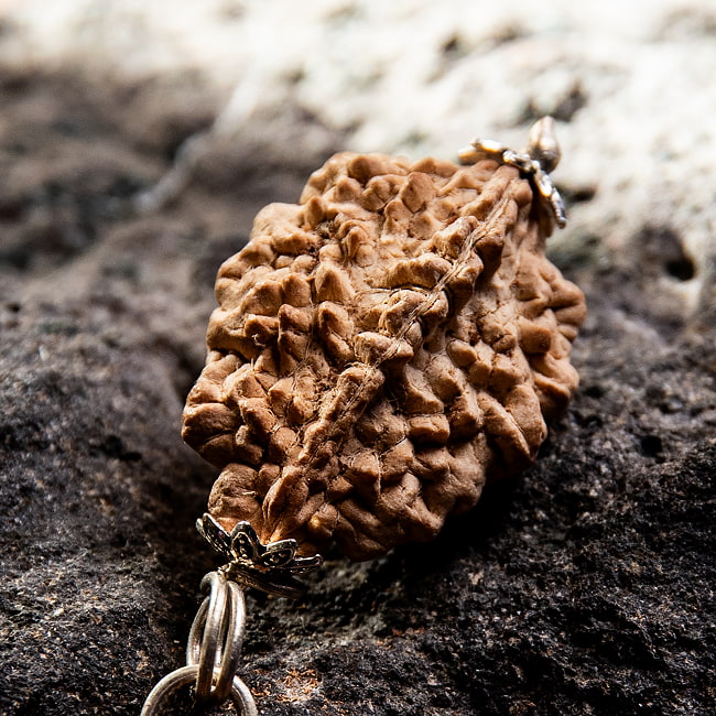 【1点物 2面】鑑定書付き 聖なる菩提樹 ルドラクシャのペンダントトップ 3.59g 3 - 角度を変えてみてみました。