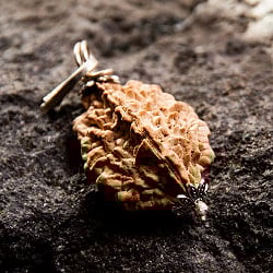 【1点物 2面】鑑定書付き 聖なる菩提樹 ルドラクシャのペンダントトップ 3.59g - サブ4