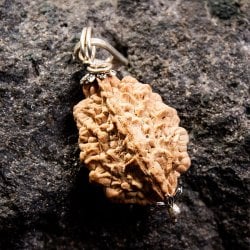 【1点物 2面】鑑定書付き 聖なる菩提樹 ルドラクシャのペンダントトップ 3.59gの画像