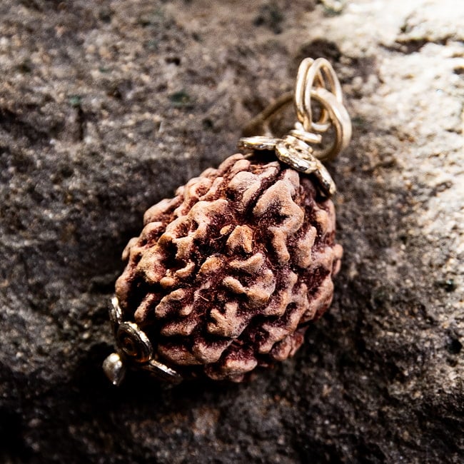 【1点物 3面】鑑定書付き 聖なる菩提樹 ルドラクシャのペンダントトップ 5.45g 2 - 裏面を見てみました。