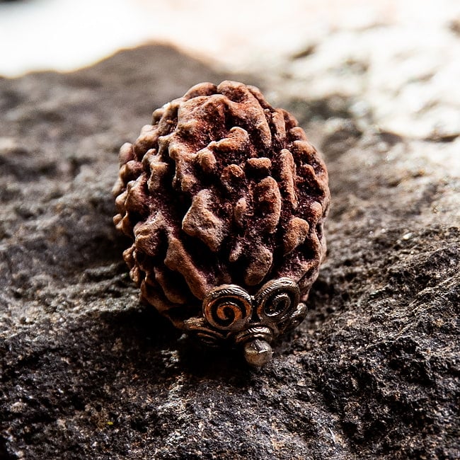 【1点物 3面】鑑定書付き 聖なる菩提樹 ルドラクシャのペンダントトップ 5.45g 4 - 成熟した種の真ん中に、紐が一本通せるような細い穴が自然と空きます。