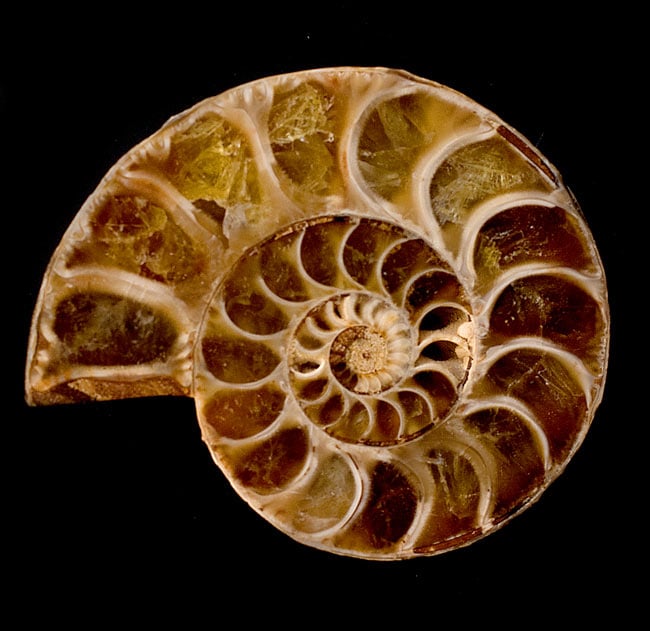 小物１ アンモナイト化石 光沢あり 小物1 アンモナイト化石 光沢あり 1点もの】アンモナイトの化石 の