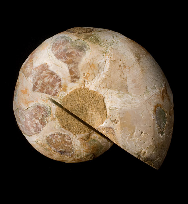 1点もの】アンモナイトの化石 の通販 - TIRAKITA.COM