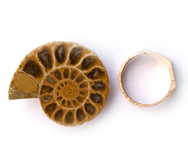 1点もの】アンモナイトの化石 の通販 - TIRAKITA.COM