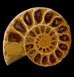 1点もの】アンモナイトの化石 の通販 - TIRAKITA.COM