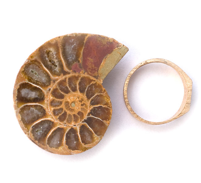 1点もの】アンモナイトの化石 の通販 - TIRAKITA.COM