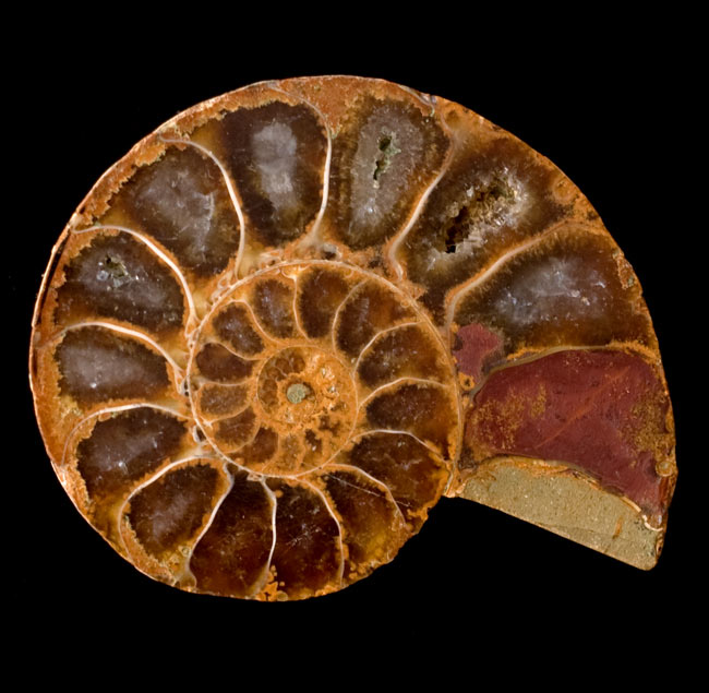 1点もの】アンモナイトの化石 の通販 - TIRAKITA.COM