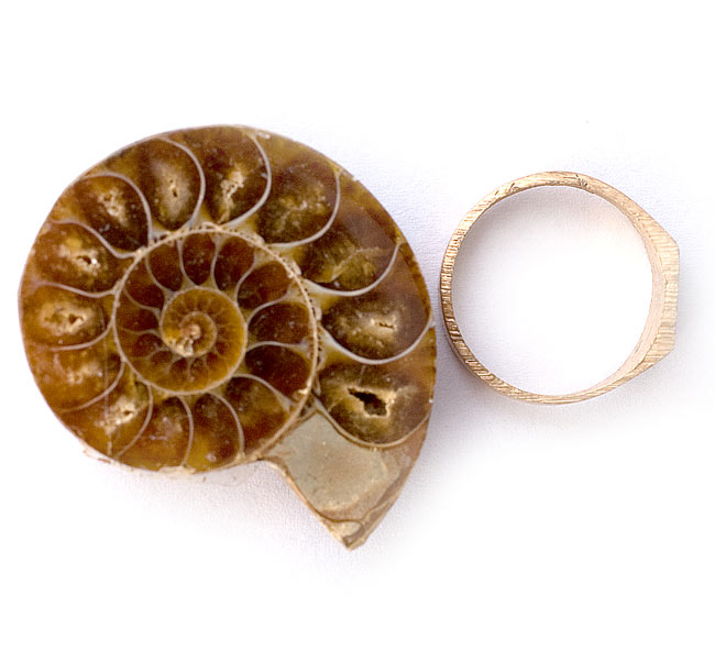 小物1 アンモナイト化石 光沢あり