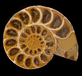 【1点もの】アンモナイトの化石の商品写真