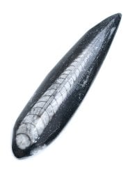 【1点もの】オルソセラスの化石の商品写真