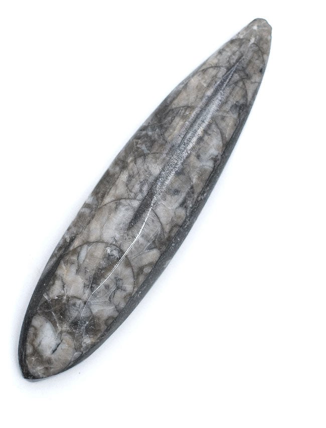 1点もの】オルソセラスの化石 の通販 - TIRAKITA.COM